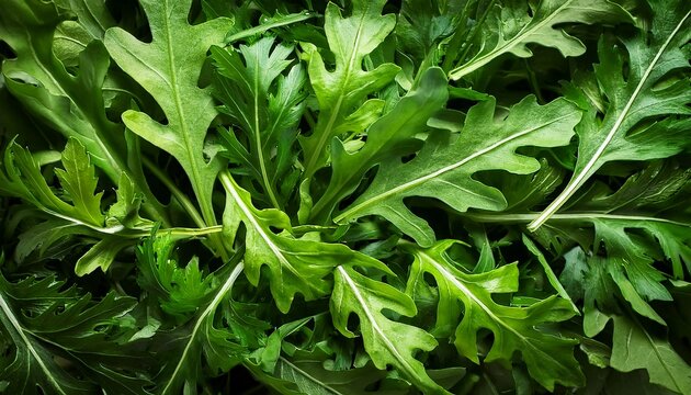 fresh arugula leaves arranged closely together the vibrant green color and unique leaf shape highlight the freshness of this leafy vegetable
