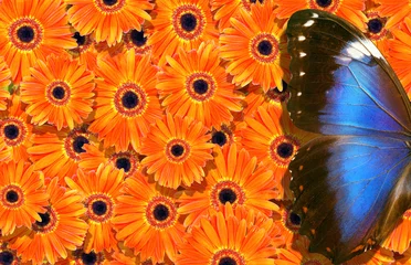 colorful blue morpho butterfly on orange gerbera flowers. flowers gerbera texture background © Oleksii