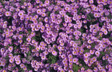 Bright purple chrysanthemum flowers in the garden. Top view © Oleksii