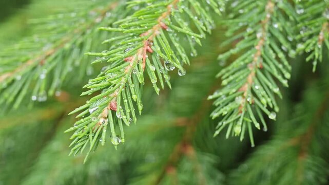 Macro shot of a large rain drop slowly forming and falling from green spruce pine needles in smooth slow motion, perfect background for hydration aesthetics, woodland freshness and zen relaxation