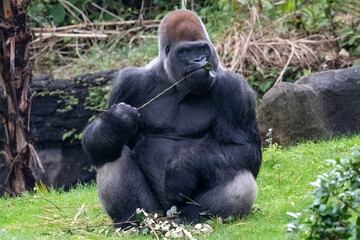 Western Lowland Gorilla (Gorilla gorilla gorilla) sitting and chewing on a leafy branch.  © dhayes