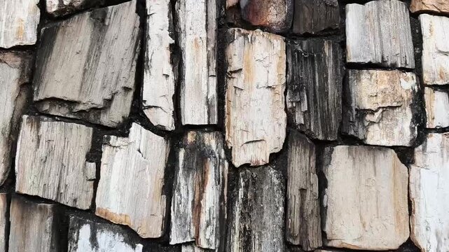 Petrified wood wall background texture, stone structure made of fossilized wood