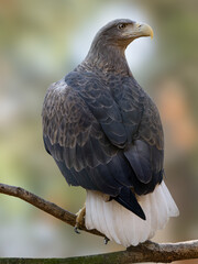 Fototapeta premium Majestic white-tailed eagle perched on a tree branch looking back.