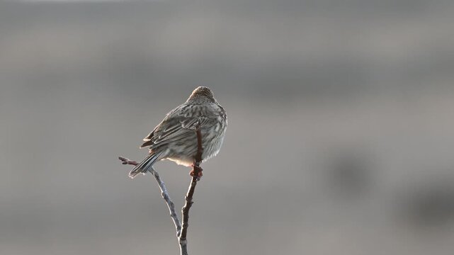 Corn Bunting Perched on Branch in Wild Nature Close Up