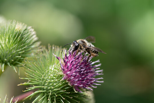 A close-up of a wild bee searching for pollen on a blooming thistle. The background is green.