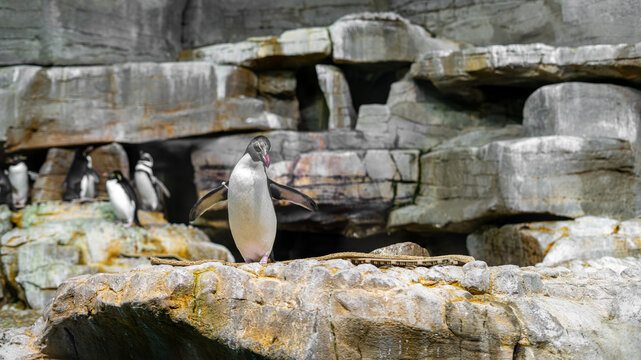 Penguin Resting on Rock Formation with Flippers Out at Chicago Shedd Aquarium