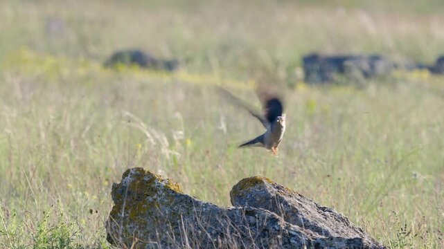 A common cuckoo (Cuculus canorus) takes off from a rock in its natural habitat. Slow motion