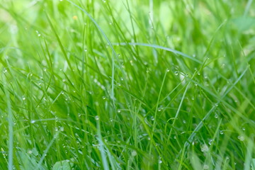 Obraz premium Close-up view of fresh green grass blades with morning dew droplets glistening under soft sunlight in a natural outdoor setting
