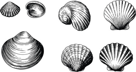Seashells flat vector illustration. Clams, scallops, and spiral snail shells form a detailed retro collection. © SNOW EVA