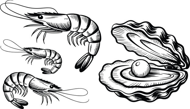 Vintage seafood elements flat vector illustration. Detailed retro shrimp, prawns, and open oyster shell with pearl display detailed linework style.