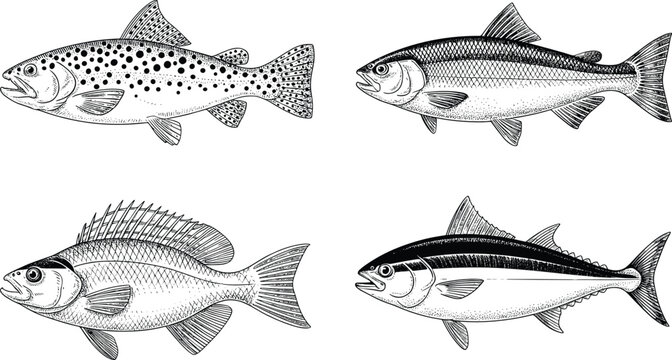 Vintage fish species flat vector illustration. Detailed hand-drawn trout, salmon, perch, and tuna display detailed retro engraving details.