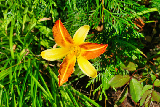 A rusty daylily blooming on the ground against a background of green leaves