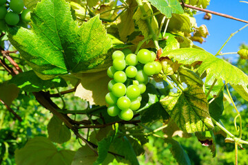 a branch of a vine with grapes growing © ogikk