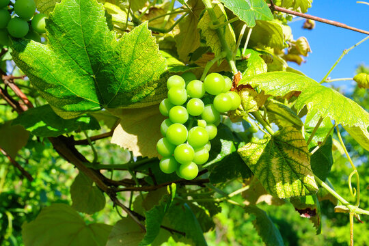 a branch of a vine with grapes growing