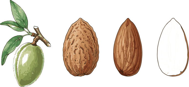 Detailed botanical almond vector set showing green fruit with leaves textured outer shell whole brown nut and white kernel isolated on white background