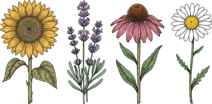 Detailed botanical wildflower vector illustration set featuring vintage hand drawn yellow sunflower purple lavender pink echinacea cone flower and white daisy