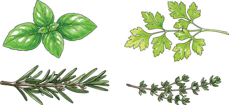 Detailed culinary fresh herbs vector illustration set featuring green basil leaves parsley sprig aromatic rosemary twig and thyme branch isolated on white background