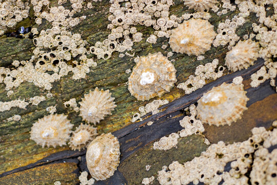 Close-up view of limpets and barnacles attached to a textured coastal rock Detailed marine background showing rough stone covered with small sea shells and algae in a natural tide pool ecosystem