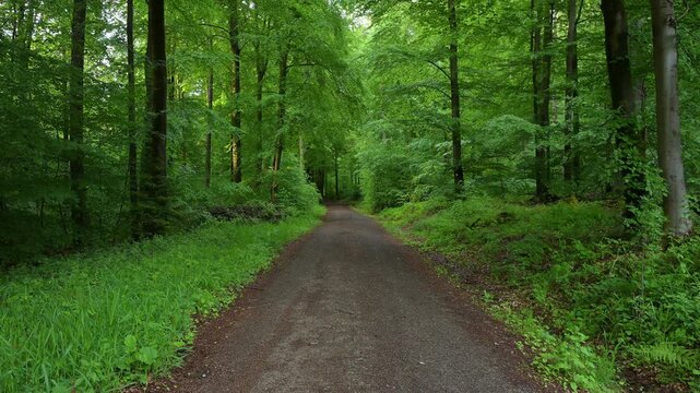 Ein Waldweg f&uuml;hrt durch dichte, gr&uuml;ne B&auml;ume in einer ruhigen und nat&uuml;rlichen Umgebung, Rothenbuch, Spessart, Bayern, Deutschland