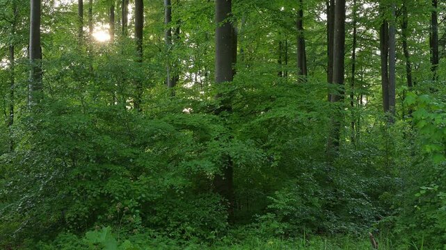 Dichtes Blattwerk in einem Wald, durchbrochen von Sonnenlicht und Schatten, Rothenbuch, Spessart, Bayern, Deutschland 