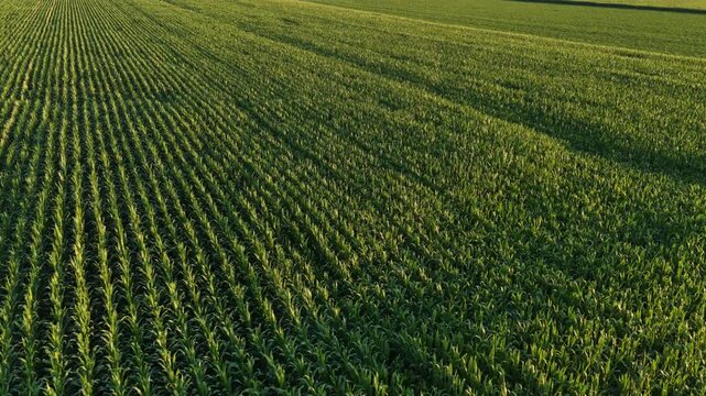 Cinematic aerial drone flight over lush green cornfield rows in a rural agricultural farm.