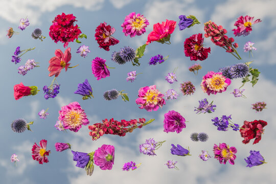 abstract floating summer flowers from garden on mirror with sky and clouds