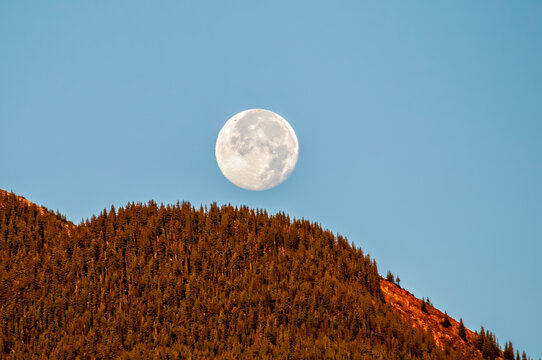 Full Moon Setting Over Tree-Covered Hillside