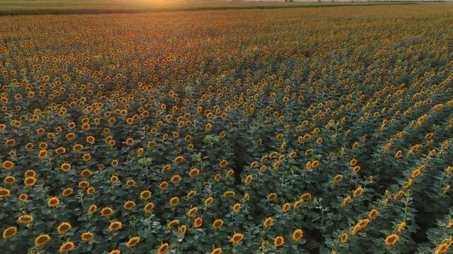 Cinematic drone video shot over a vast field of yellow sunflowers.