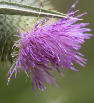 flor del cardo