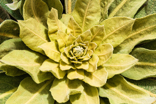 Growing in the wild mullein (Verbascum thapsus) is a medicinal plant.