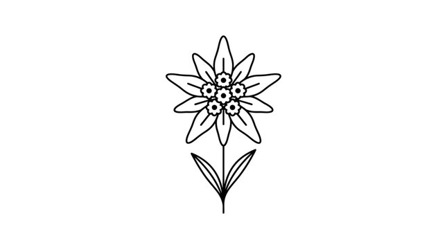 A simple black and white line art illustration of an edelweiss flower.