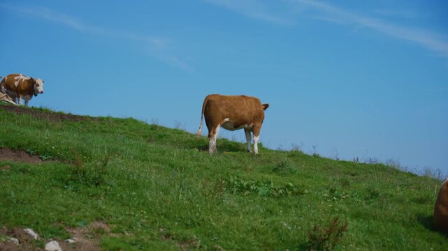 A single alpine cow standing on a peaceful mountain pasture near Rotwand in the German Alps beneath a clear blue summer sky.