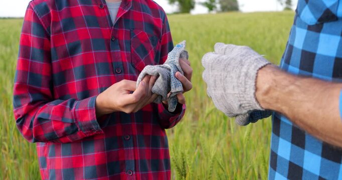 Farmer hands work gloves to child in wheat field before starting daily tasks. Symbolic family moment represents responsibility, trust, practical learning and future generation of agriculture.