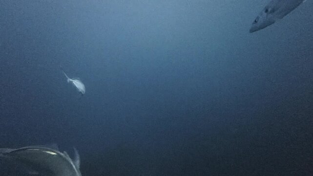 Great White Shark close encounter where a large male is suddenly in the peripheral and engulfs the camera with its mouth and sharp teeth, then swims off played in slow motion