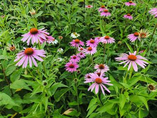 Fototapeta premium Nature garden field with pink purple echinacea coneflower flowers in the garden in summer sunny day. Nature beauty, health care herbal botanical background with copy space 