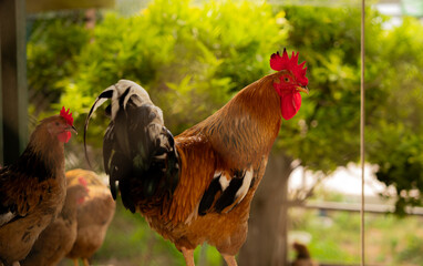 Rooster in the farm © Germanmtnz