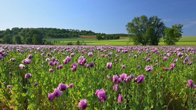 Ein bl&uuml;hendes Feld mit lila Mohnblumen vor einer h&uuml;geligen, gr&uuml;nen Landschaft unter einem blauen Himmel, Schlafmohn (Papaver somniferum), Zellingen, Mainfranken, Unterfranken, Bayern, Deutschland