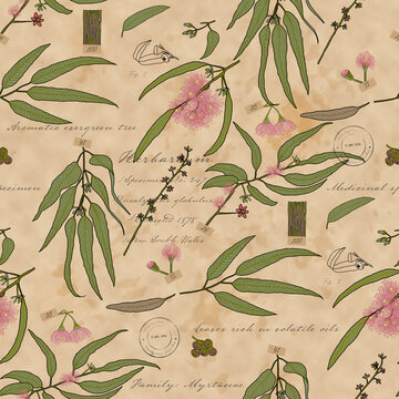 Vintage Eucalyptus Herbarium &ndash; Botanical Field Journal Seamless pattern. Victorian Eucalyptus Herbarium Collection hero pattern.