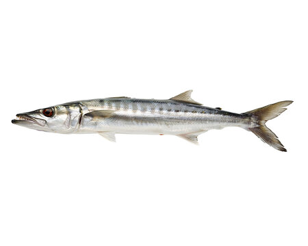 Slender silver predatory fish with sharp teeth isolated on a black background