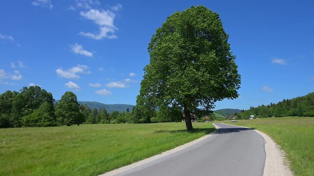 Einsame Landstra&szlig;e an einer gr&uuml;nen Wiese mit einem gro&szlig;en Baum, Markovec, Inner Carniola, Slowenien