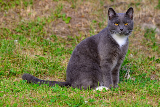 Gray cat sits calmly on grassy field. White chest patch contrasts with its gray fur. Eyes glow with a piercing yellow hue. Tail rests gently beside its body. Grass blades surround the feline naturally
