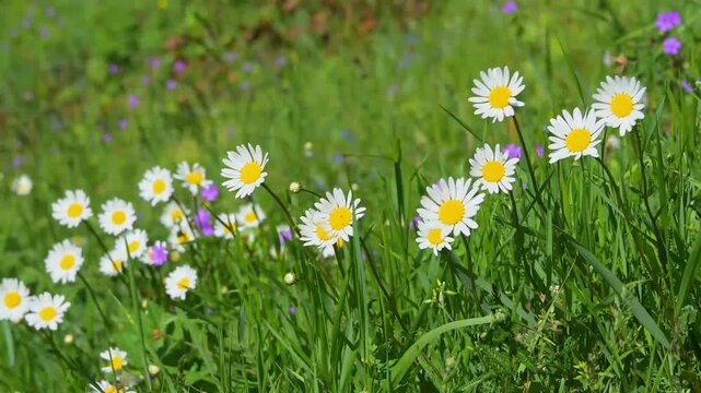 G&auml;nsebl&uuml;mchen und andere bunte Blumen bl&uuml;hen auf einer gr&uuml;nen Wiese, Retje, Inner Carniola, Slowenien 