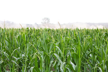 Fototapeta premium A horizontal wide-angle shot of a vibrant green cornfield under a bright, high-key sky.
