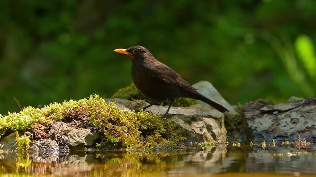 Eine Amsel am Vogelbad, Slowenien
