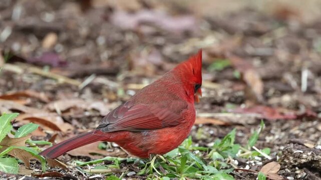 Bright red bird forages on earthy ground. Feathers gleam under natural daylight. Bird pecks at seeds amid fallen leaves. Ground shows green shoots and brown detritus