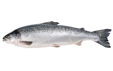 Fototapeta premium Fresh Atlantic Salmon Fish Isolated on White Background for Culinary Design.