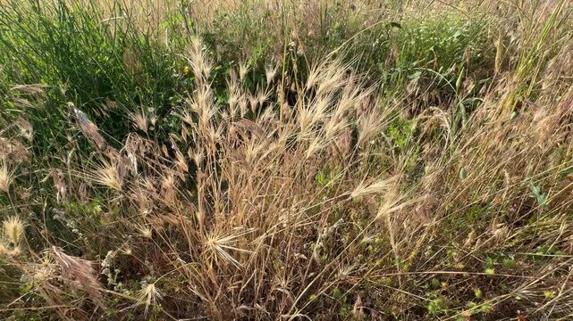 Bromus diandrus, commonly known as great brome or ripgut brome, featuring tall dry seed heads and awns thriving in a wild summer field.
