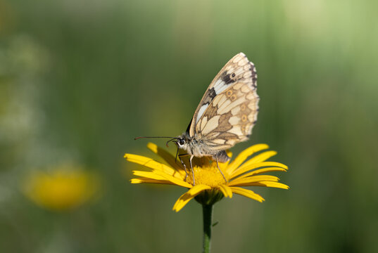 Close-up of a checkerboard butterfly (Melanargia galathea) perched on a yellow wildflower. In the background is a meadow full of flowers.