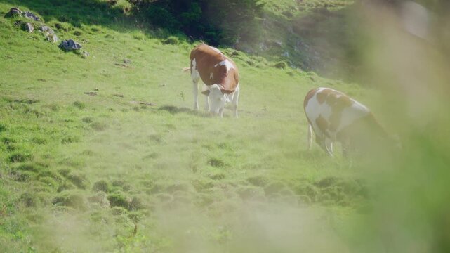 Two alpine cows peacefully grazing on a lush mountain pasture near Rotwand in the German Alps surrounded by beautiful summer scenery, viewed through soft foreground vegetation.