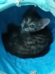 Hello Kitten © Lori